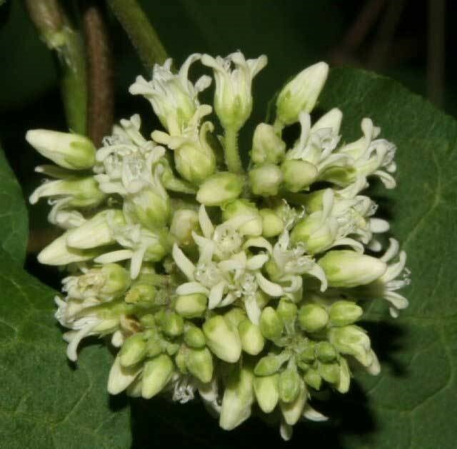 Cynanchum laeve| Sand Vine | Blue Vined Milkweed | 5_Seeds