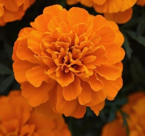 French Marigold Mix – NON-GMO – Free Shipping