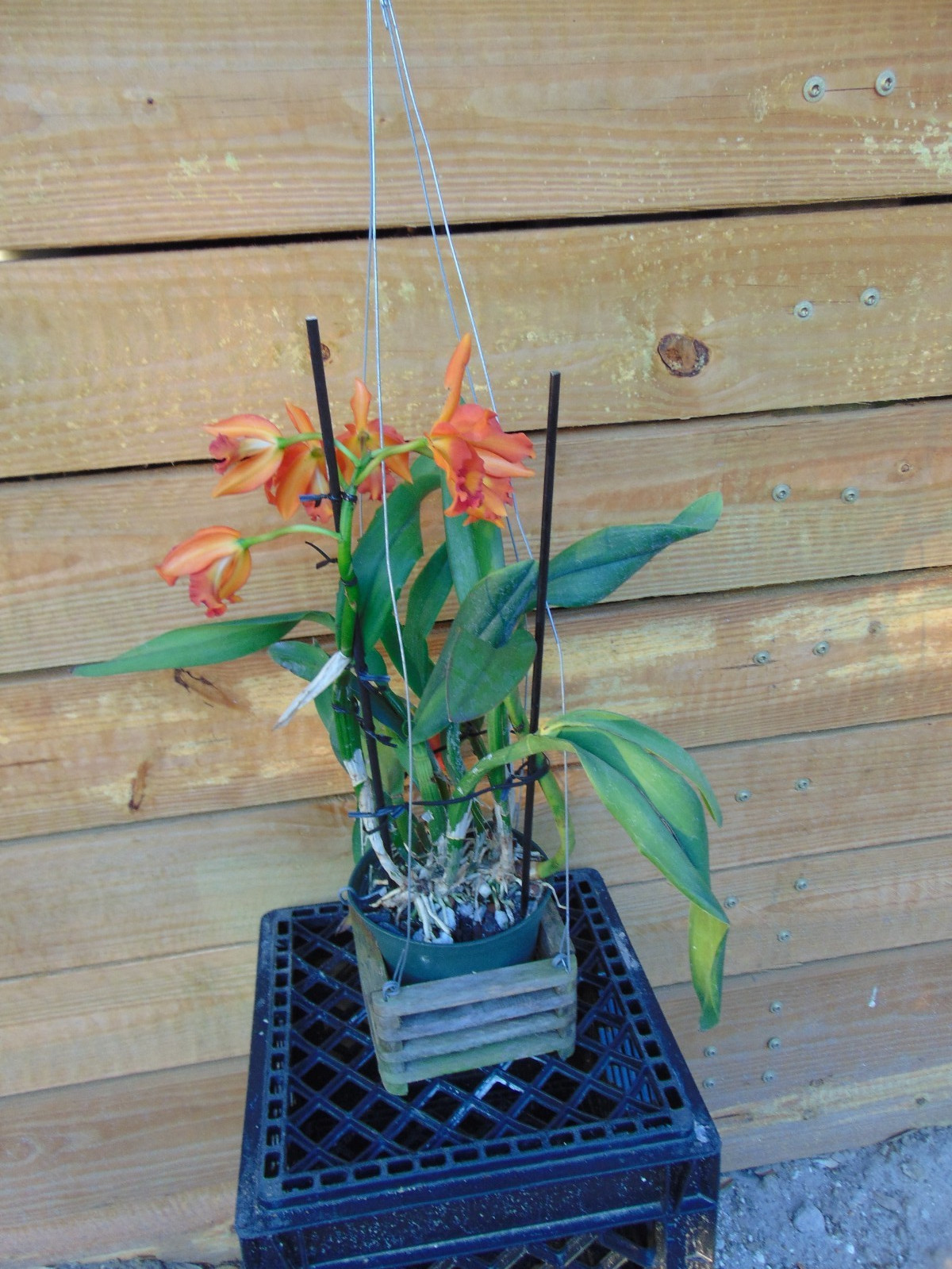 Rth. Love Passion Bloom size 6″ pot LARGE PLANT