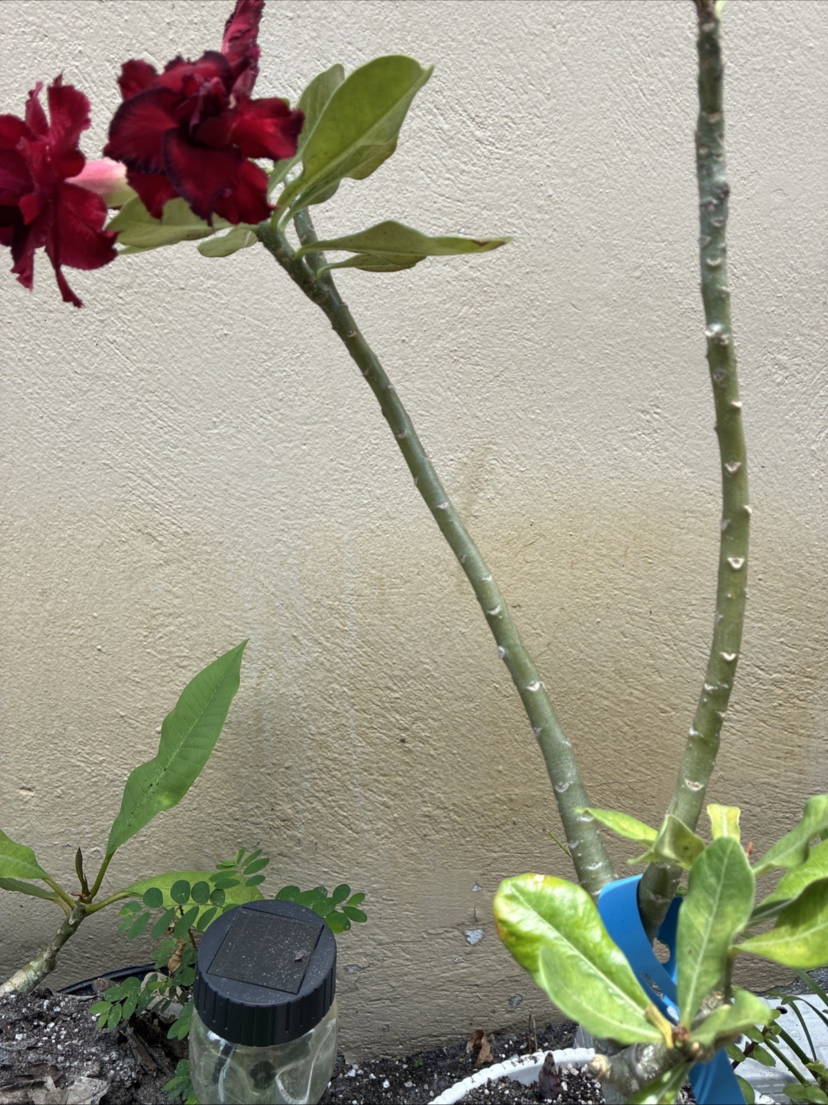 Beautiful Desert Rose Live Plant Exotic Red Triple Petal With Dark Edge 25” Tall