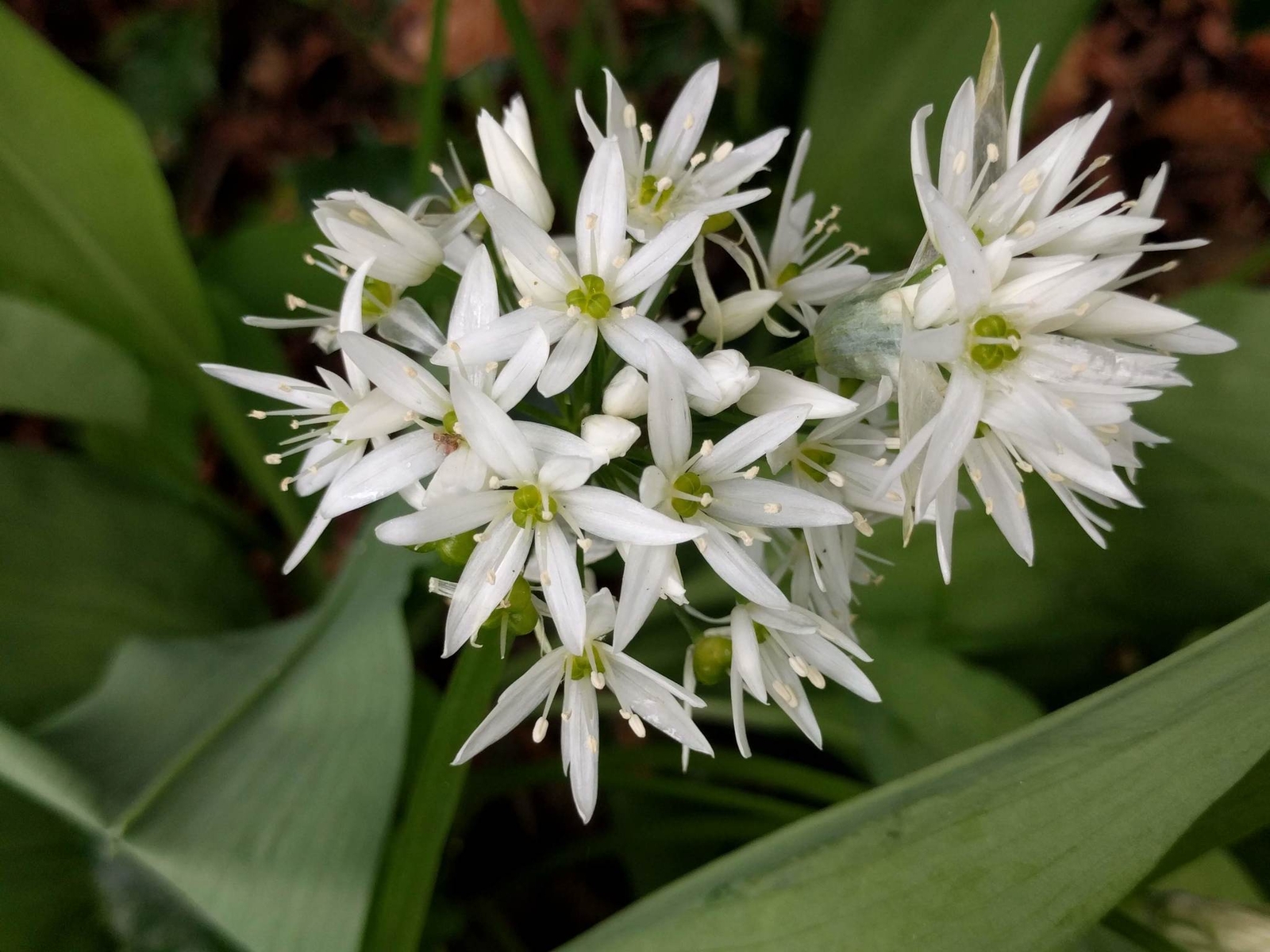 50 WILD GARLIC Seeds (Allium ursinum) | NON-GMO | Free shipping | Garden seeds