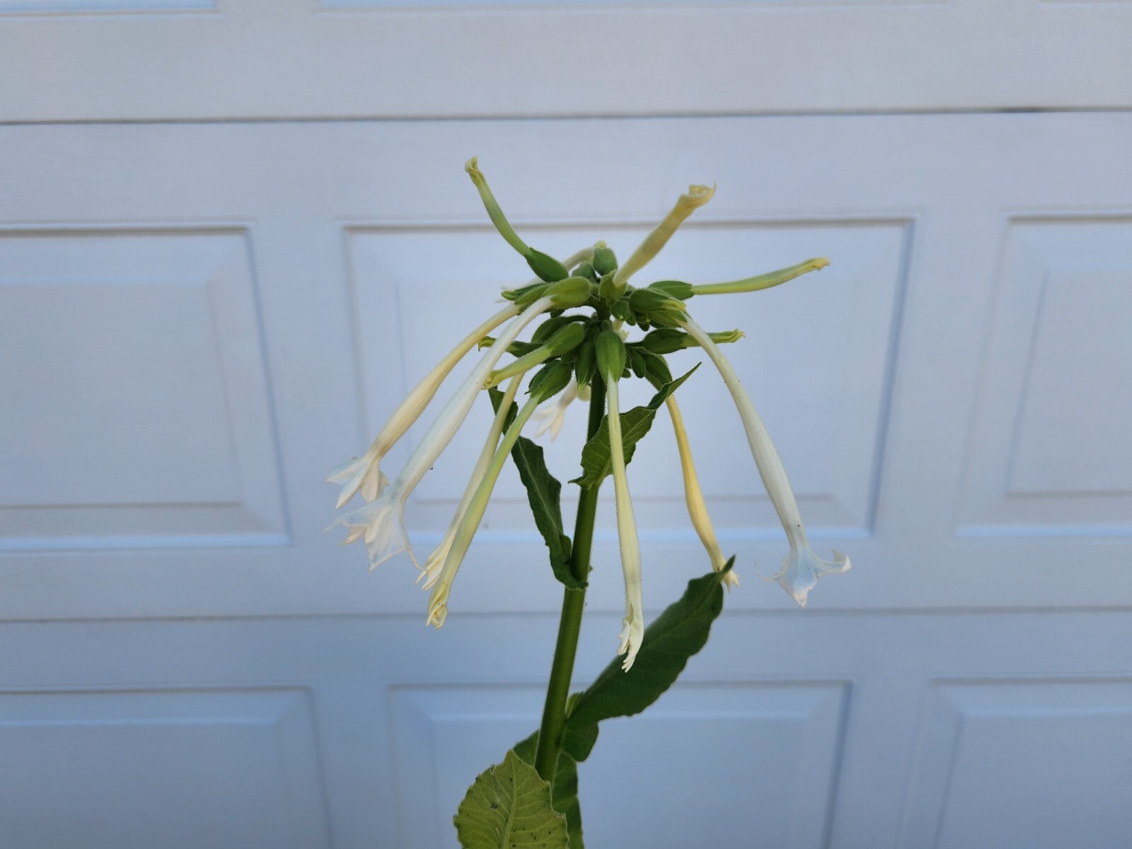 Nicotiana sylvestris (Woodland Tobacco) Heirloom Seeds for Planting 0.1g or 1.0g