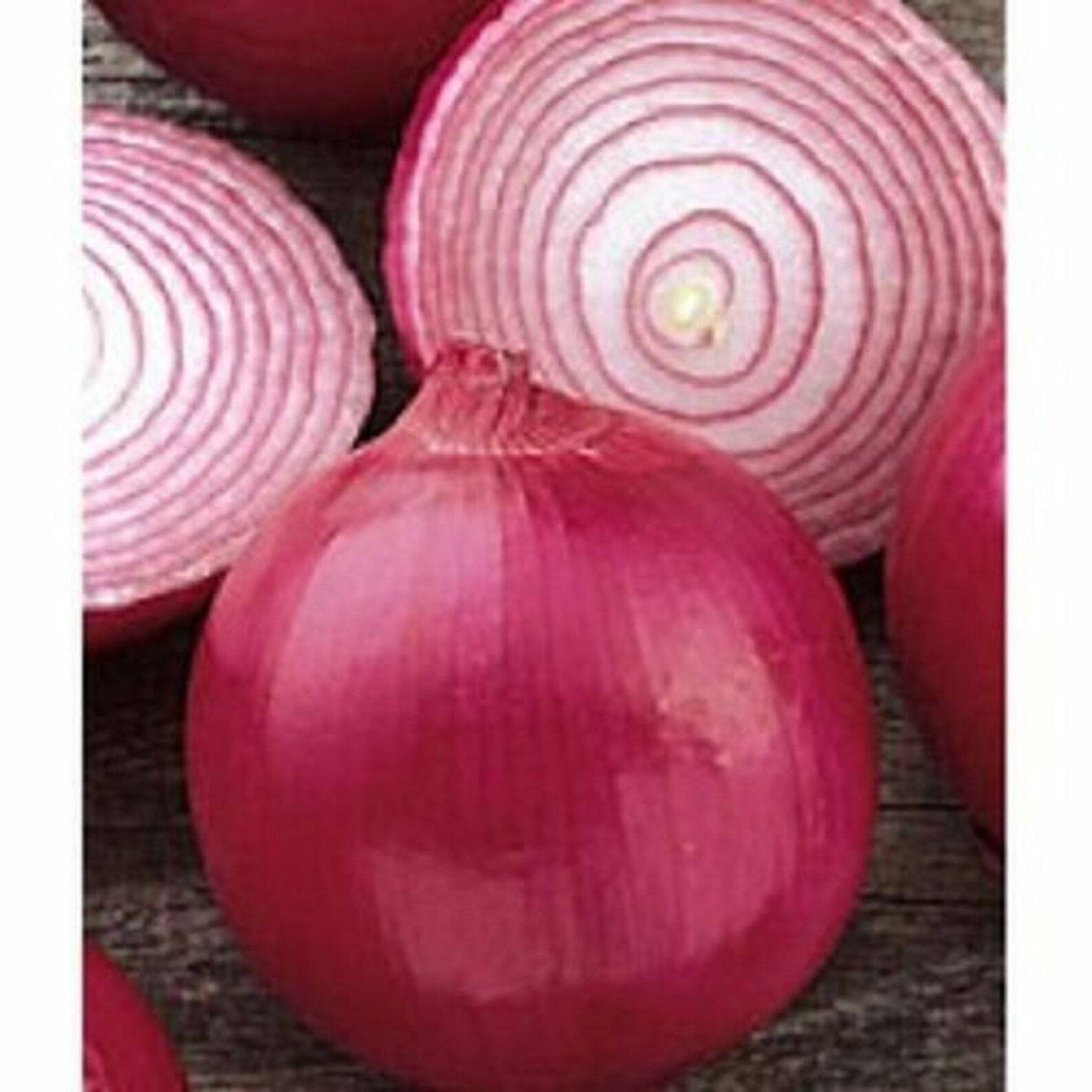 Red Grano Onion Seeds 200+ Mild Short Day Vegetable Heirloom USA FREE SHIPPING