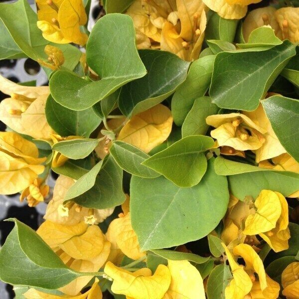 **CALIFORNIA GOLD** Bougainvillea**Small Well Rooted Starter Plant~~VERY RARE