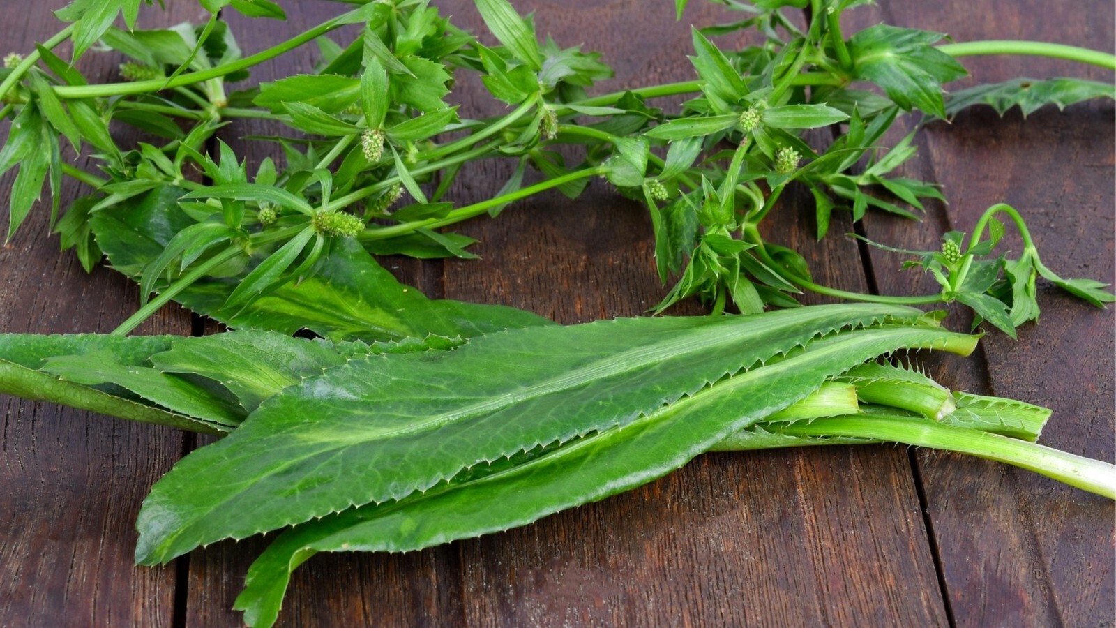1000+ Culantro Seeds | recao | ngò gai Non-GMO Eryngium Foetidum Tropical Herb
