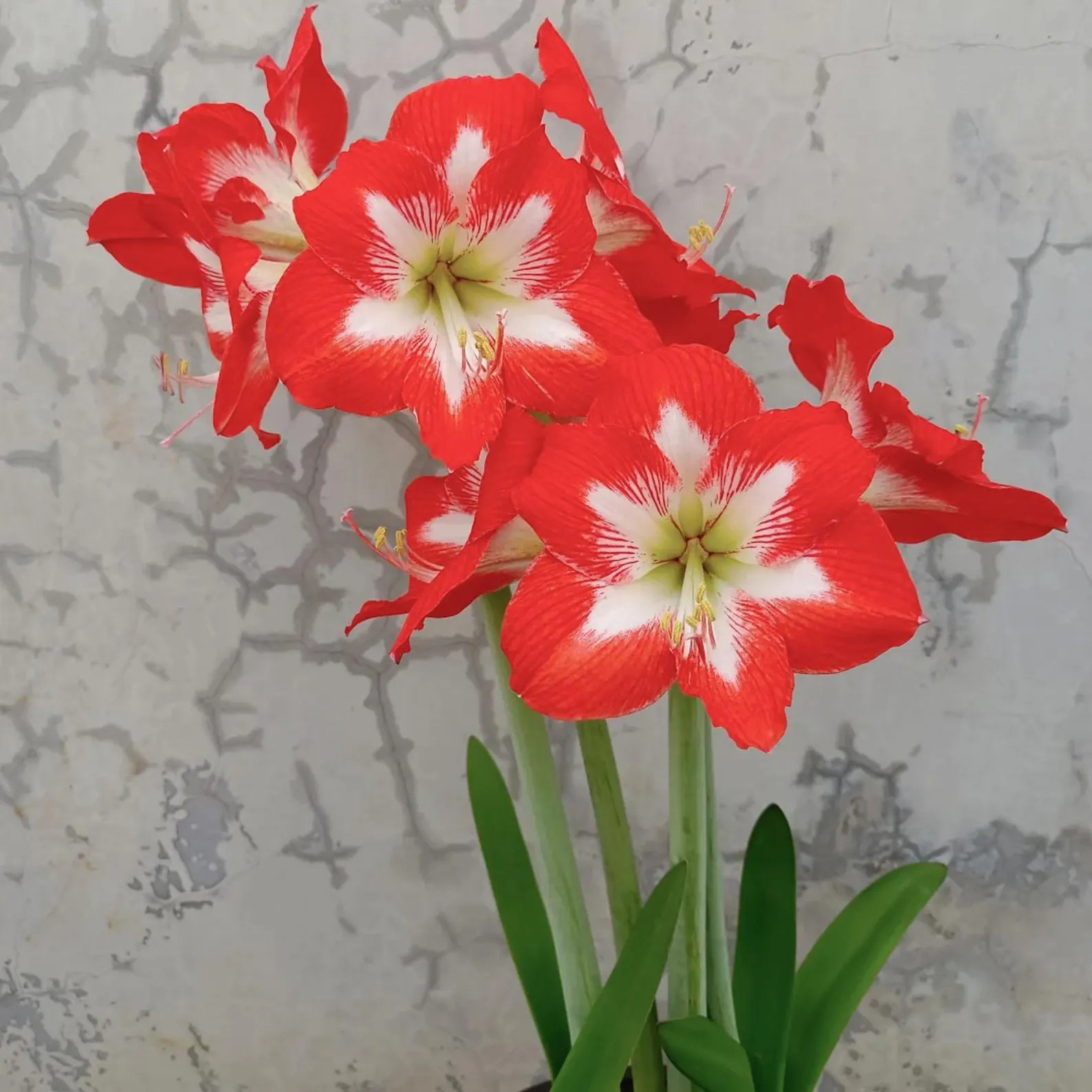 2 Red Amaryllis Bulb Easy Grow Perennial Flower for Yard – Low Maintenance
