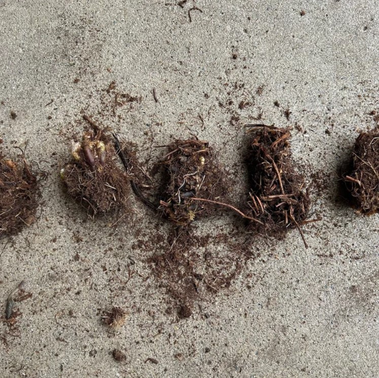 20 Christmas Fern Rhizomes With No Leaf – Zones 3-9 – Polystichum acrostichoides