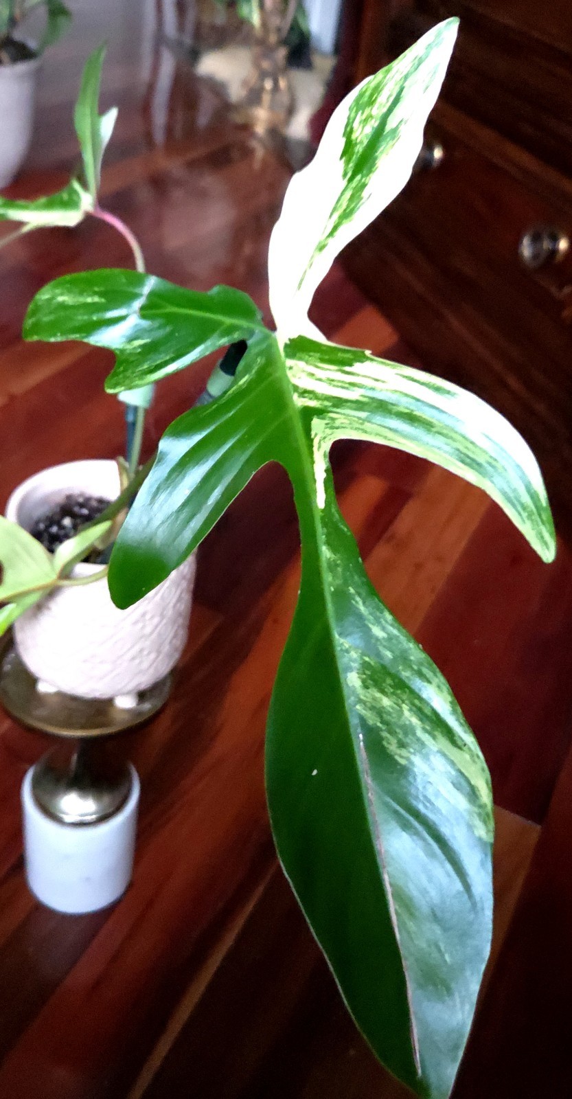 Rare NEW! Philodendron Florida Beauty X Joepii 19″ Tall Not Monstera Anthurium