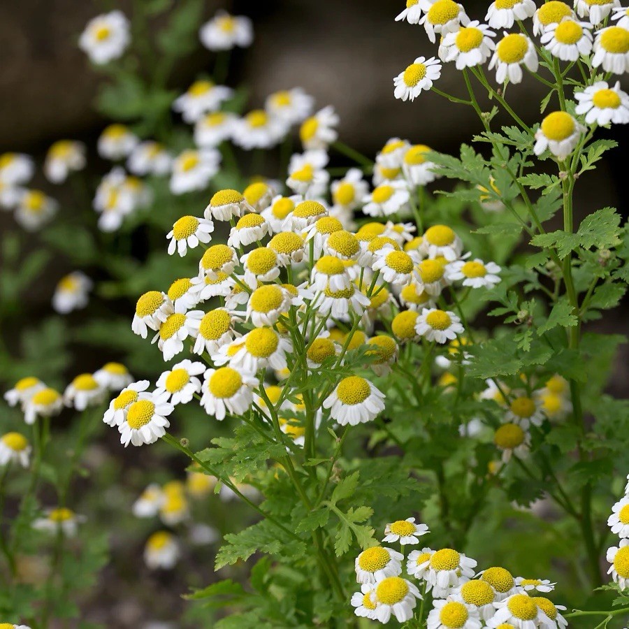 500+ Feverfew Seeds – Medicinal Plant – Herb , Non-GMO, Heirloom USA Seller