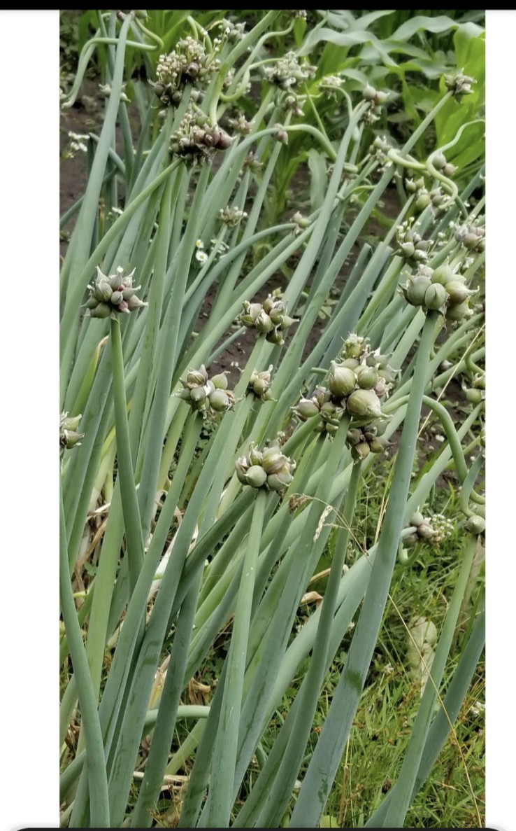 100 Large Seeds/Bulbils Egyptian Walking Onions, Organic, 2026 topsets harvest