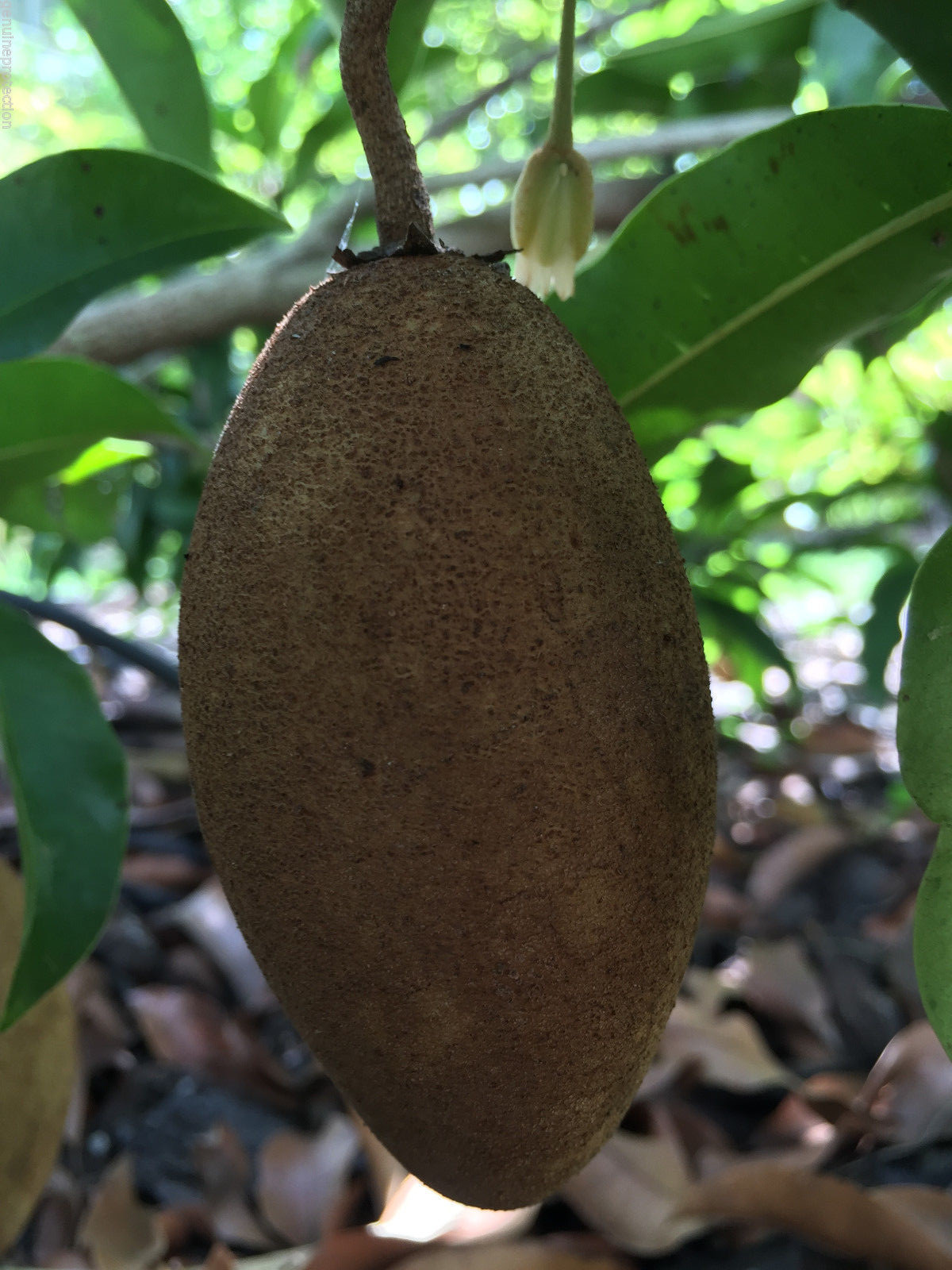 Sapodilla Manilkara Zapota Chiku Makok Tropical Tree Starter PLANT Seedling