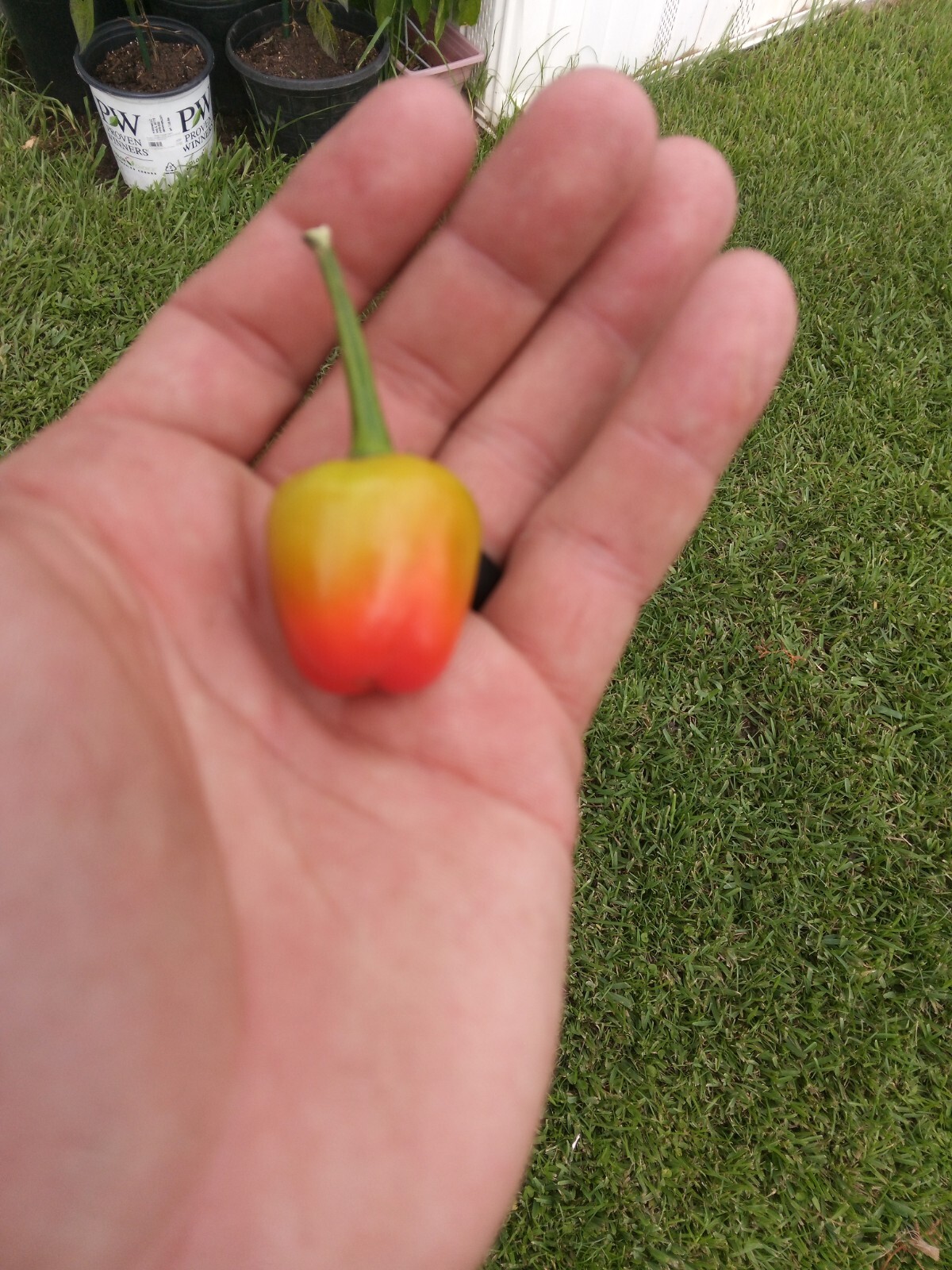 Purple Side Kick Pepper Seeds (Sweet &Spicy)