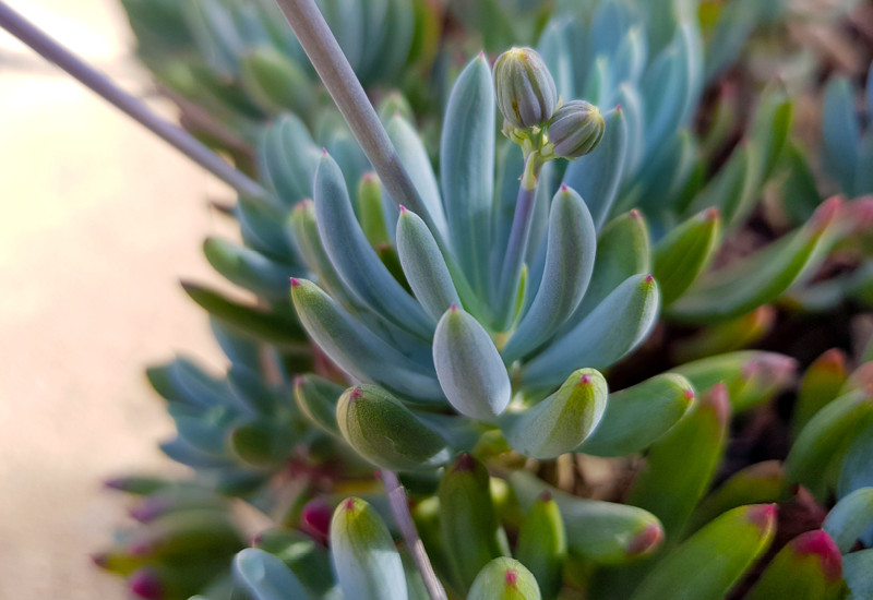 5X Senecio Dwarf Mini Baby Blue Chalk Sticks Serpens 3+” Succulent Cuttings