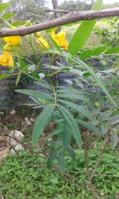 IMMUNE BOOST JAMAICAN DANDELION (ORGANIC) Plant/Seedling (1 x 8-12”)