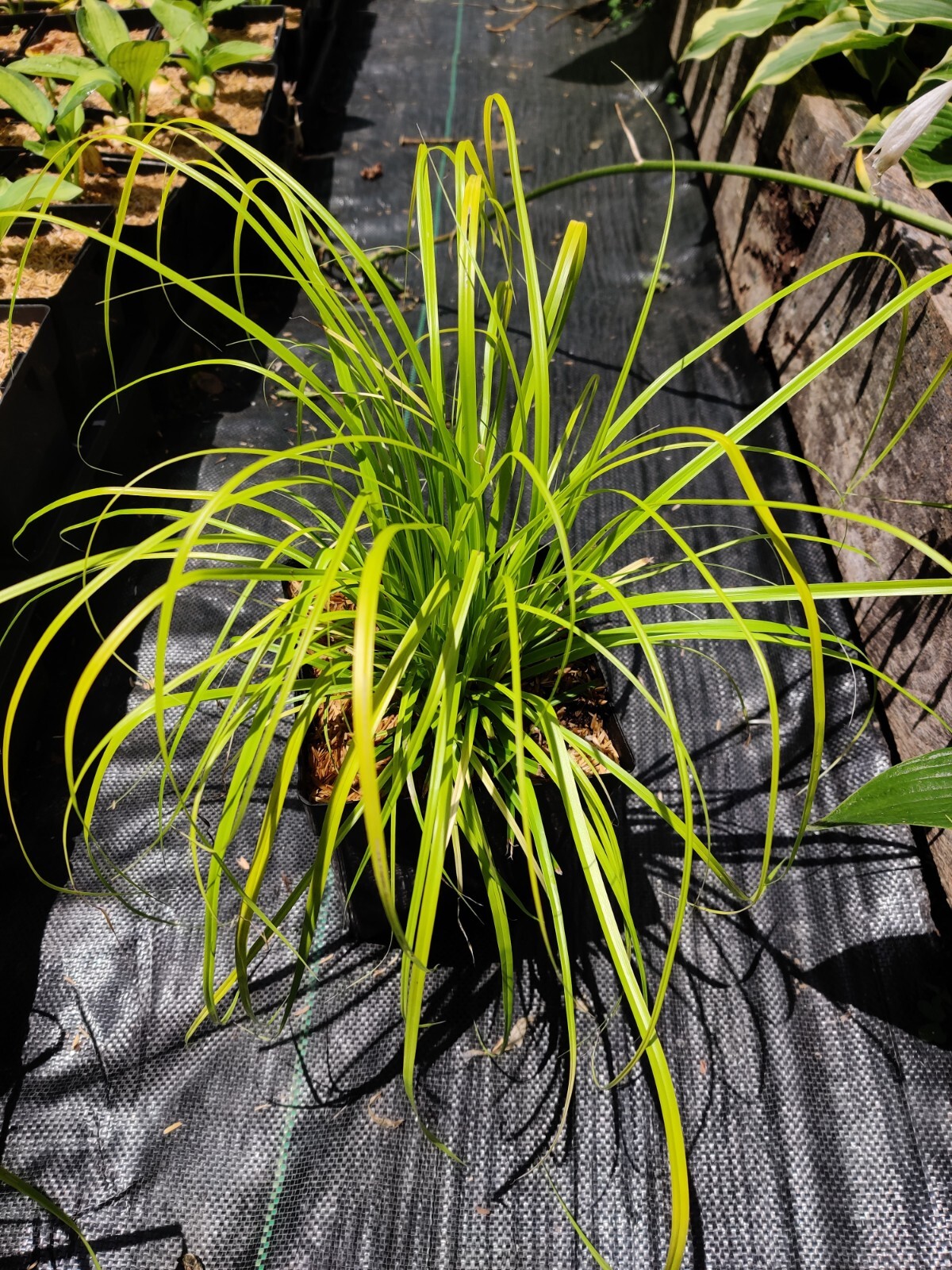 Evercolor ‘Everillo’ Japanese Sedge Carex Shade Grass Hosta Companion