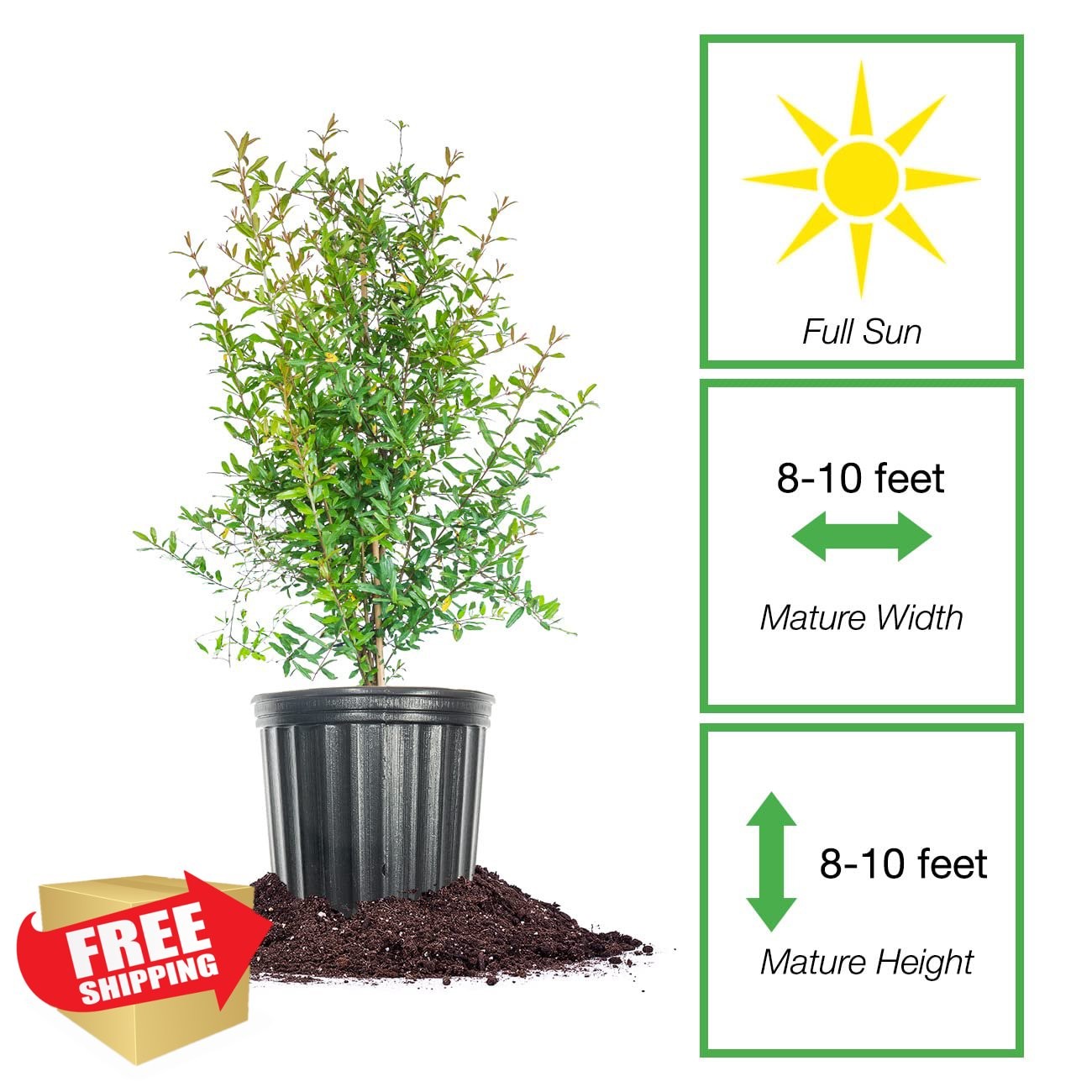 Russian Pomegranate Tree 1 Gal Pot Cold Hardy Fruit