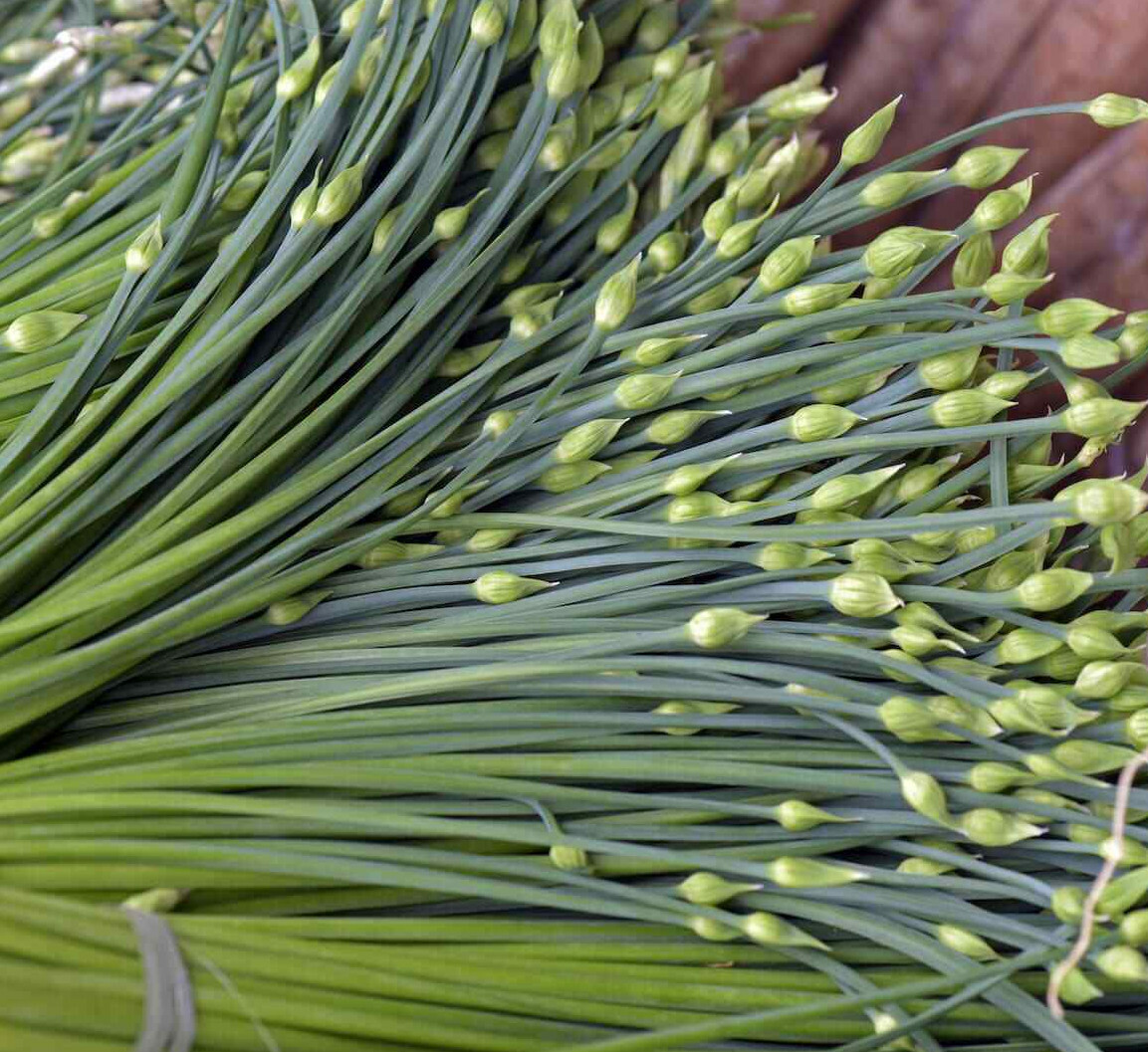 Chinese Garlic Chives Seeds | USA Garden Asian Herb Green Onion Leek Seed 2024