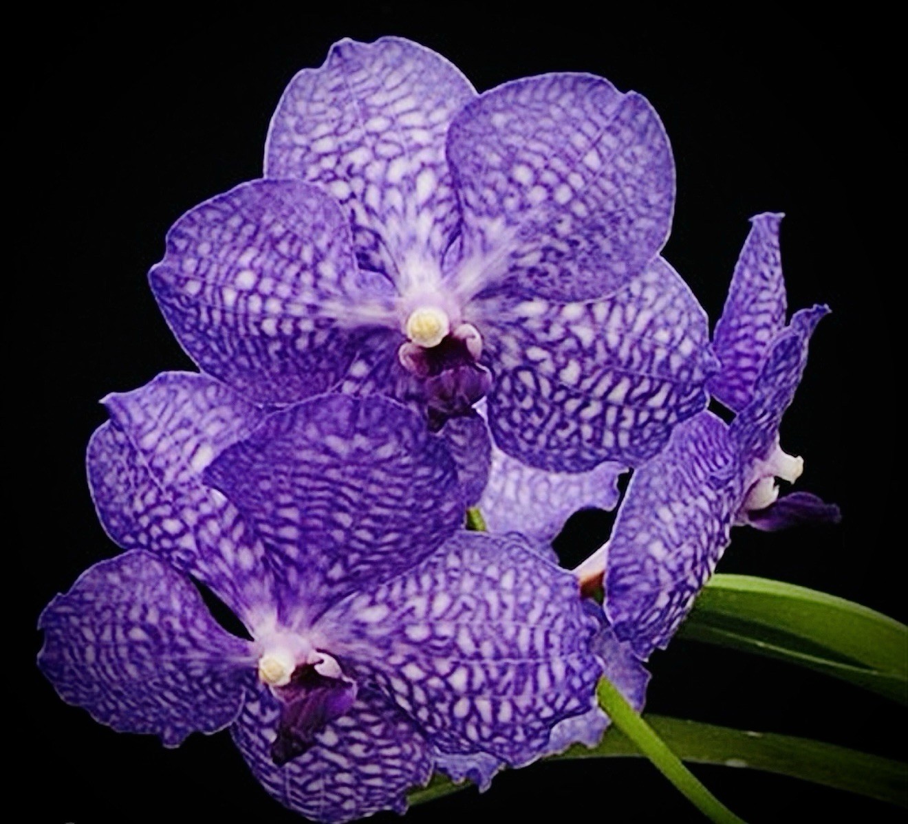 V. Kultana Violeta Blue X Self