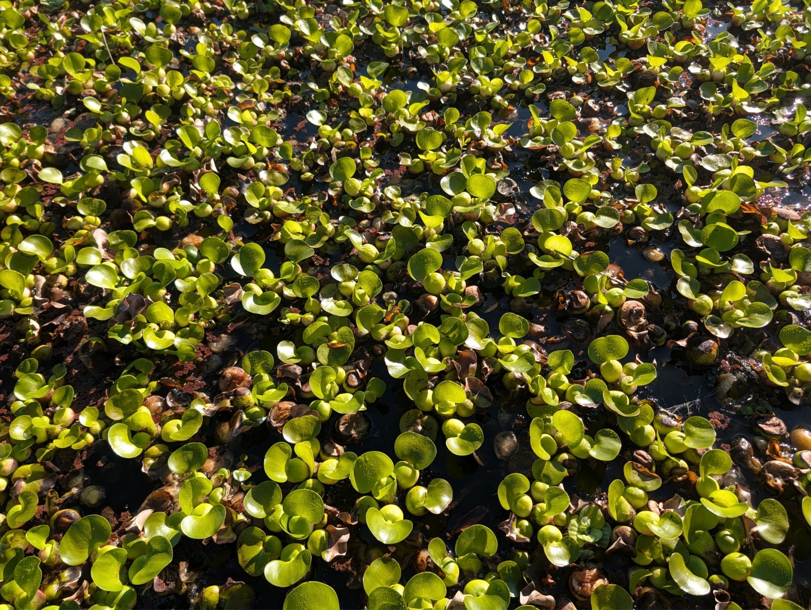 20x Live Water Hyacinth Pond Plants PALM SIZE