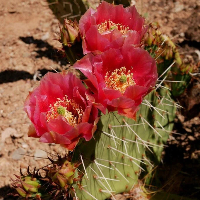 Prickly Pear Cactus ‘Kaibab Red’ (O. phaeacantha x) COLD HARDY