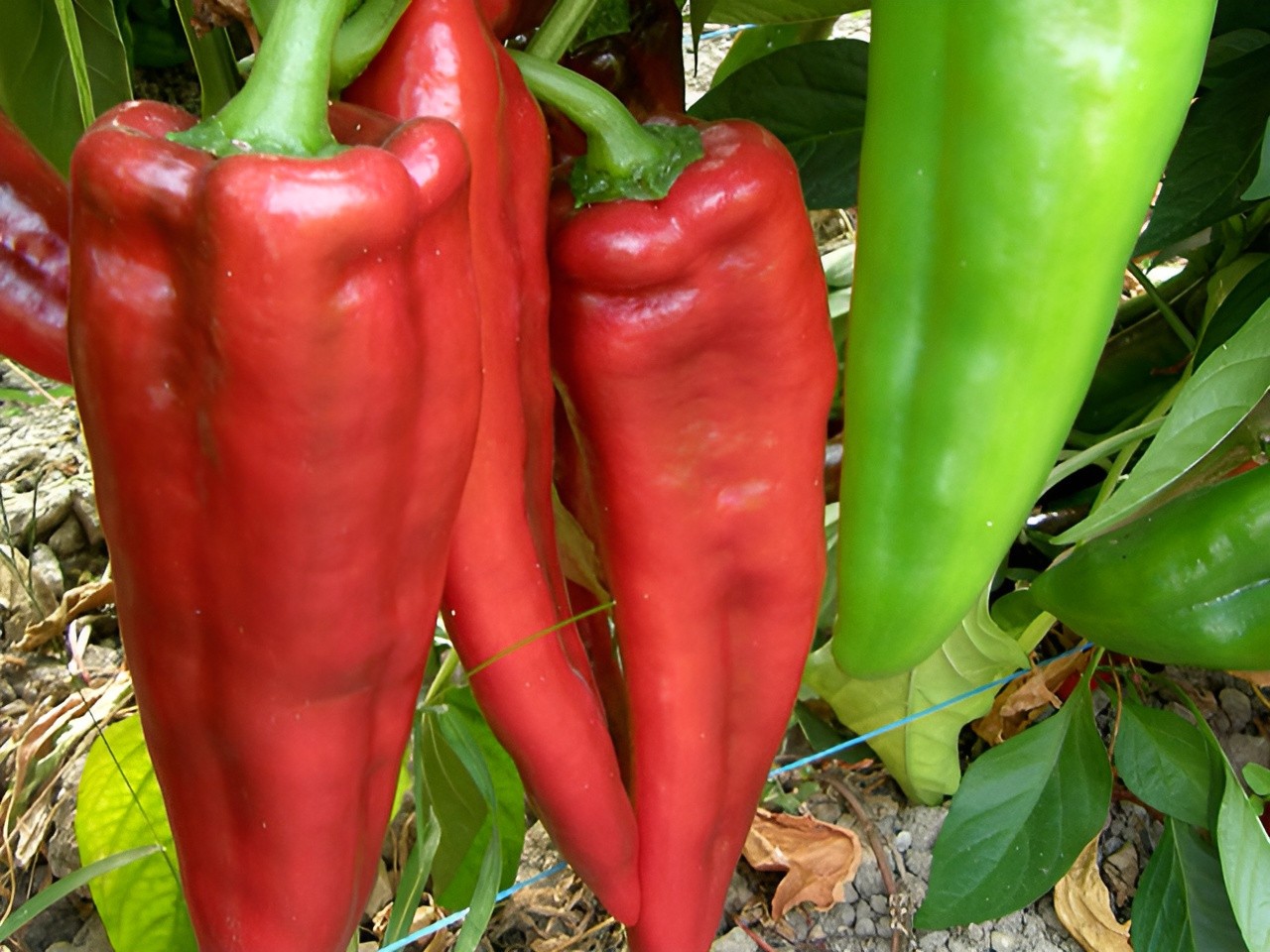 75ct Giant Heirloom Anaheim Chili Pepper Seeds – Super Mild Sweet Pepper 500shu