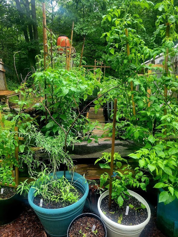 Blood Ghost Pepper Seeds SUPER HOT 800,000+ Scoville SHU Unique Creek Rare
