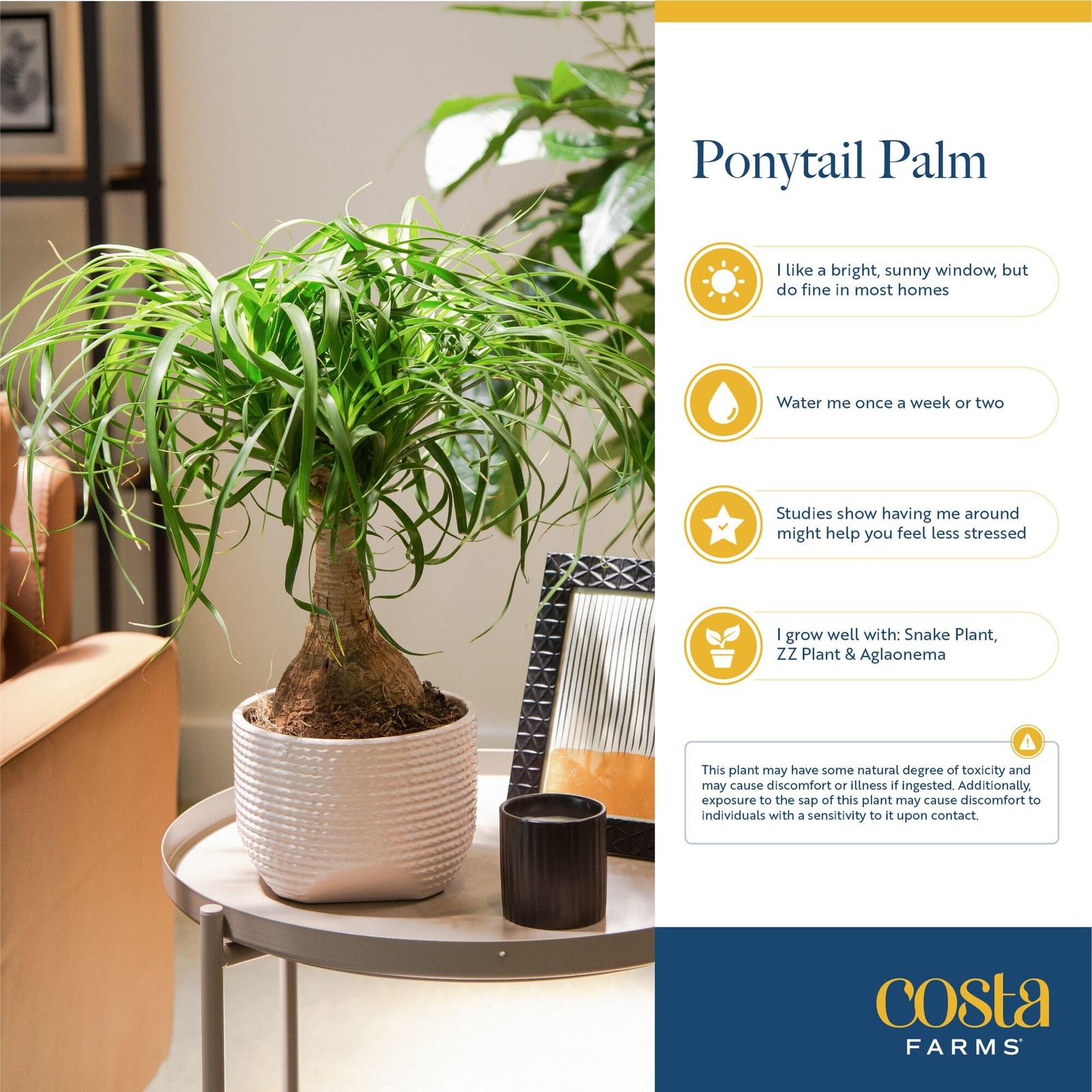 Costa Farms Ponytail Palm Live Plant in Decorative Pot, Easy to Maintain Indo…