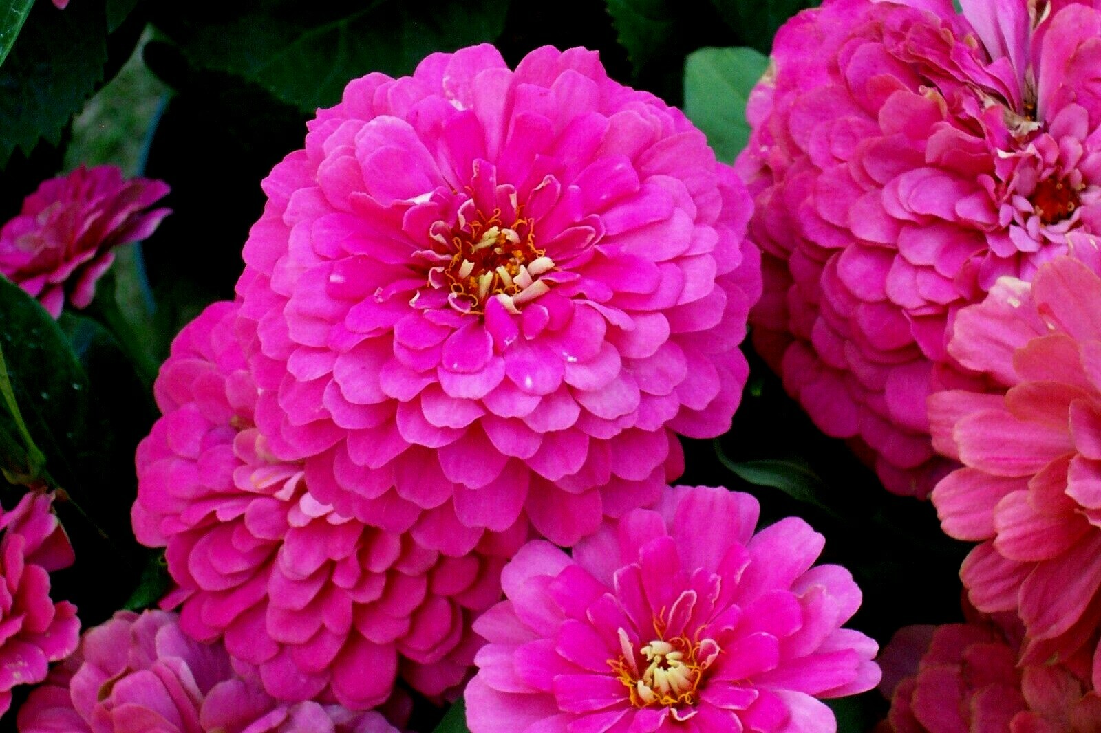 301+ROSE ZINNIA Seeds Summer Garden Flowering Annual Big Cut Flowers Fast Easy