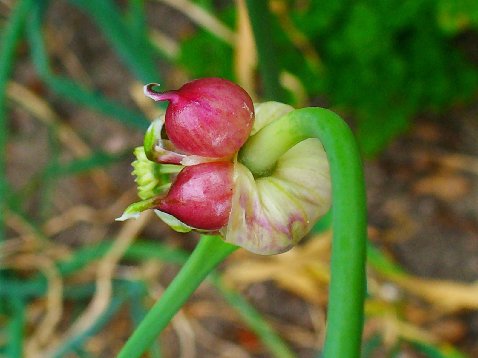 50 GARLIC SEEDS (Allium sativum) | NON-GMO | Free shipping | Garden seeds