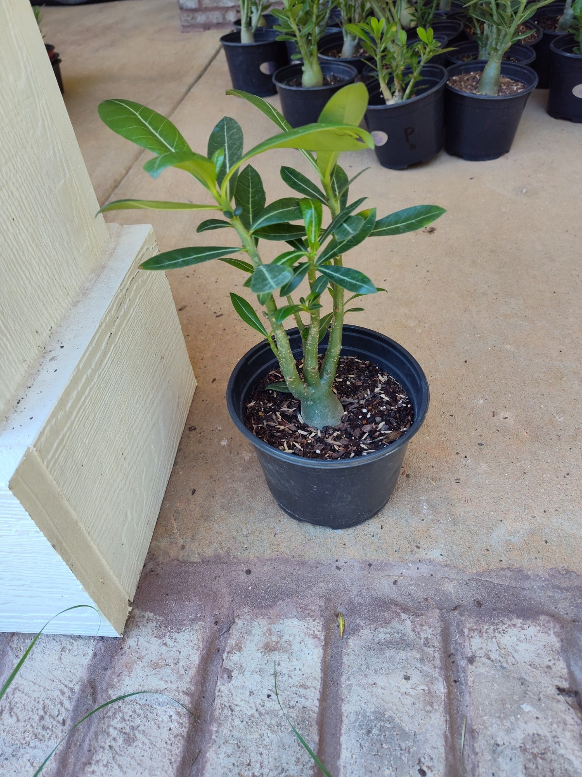 2 Adenium Desert Rose plants 12-15 month Plants