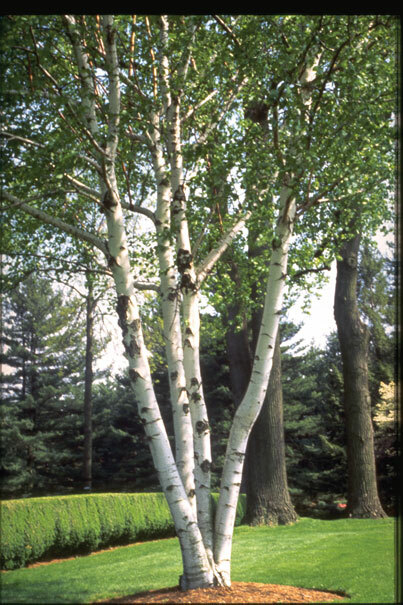 Paper Birch, Betula papyrifera, Tree Seeds (Fast, Hardy, Fall Color)