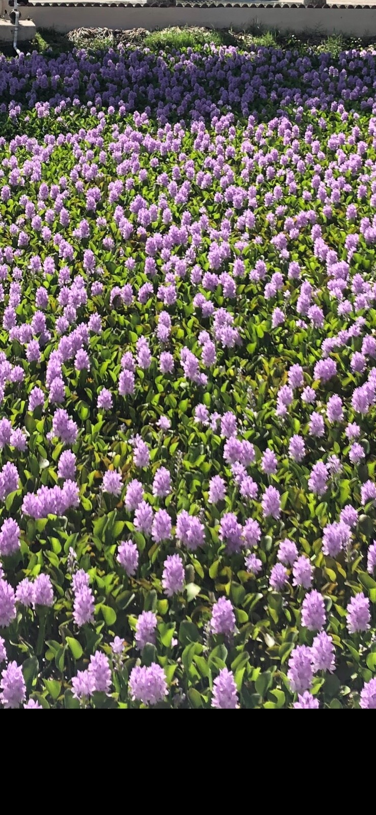 Water Hyacinth Floating 35 Small Plants Koi Pond Fish Aquatic Filtration Babies