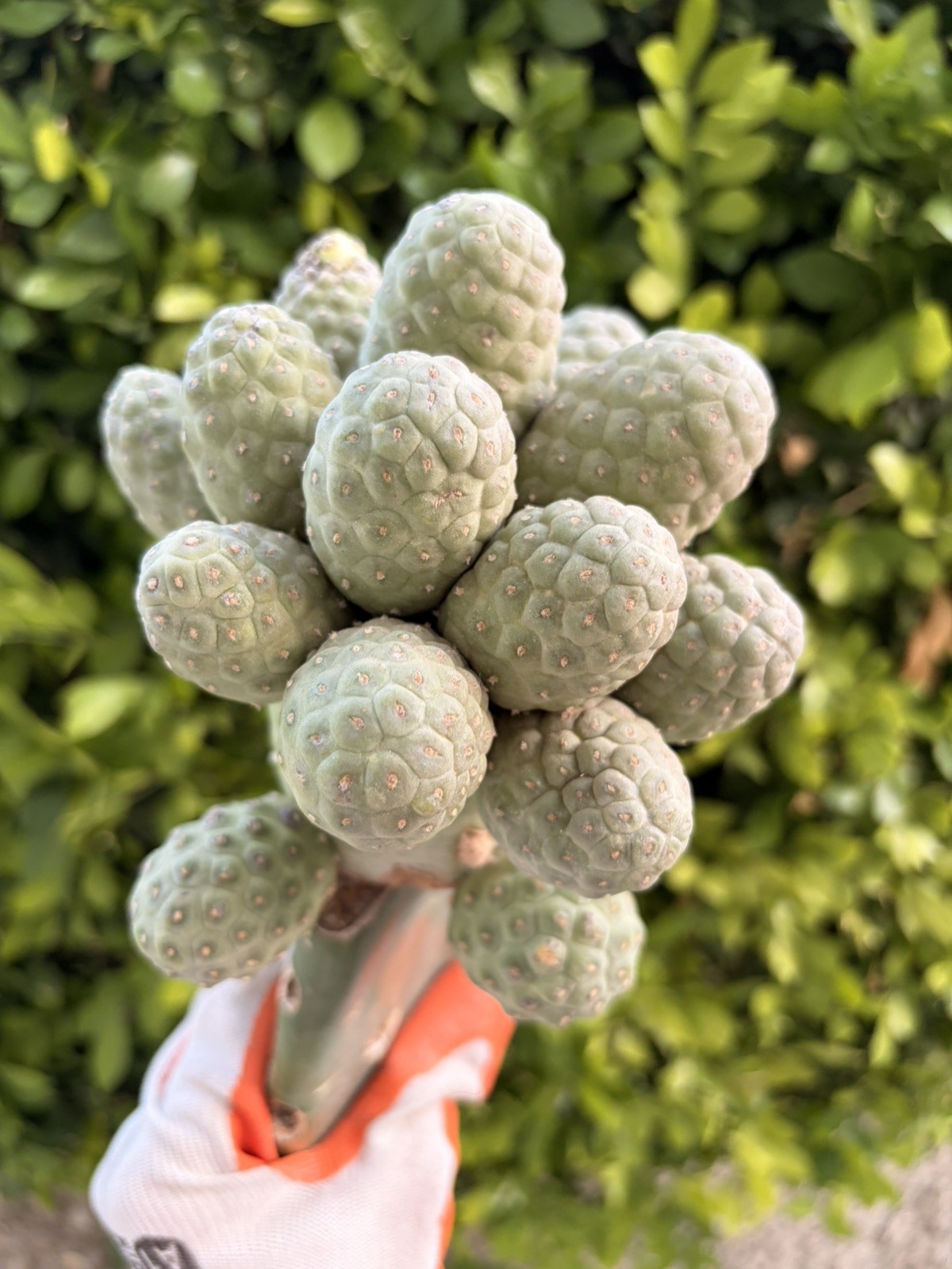 Rare Multi Headed Cactus Cluster Grafted