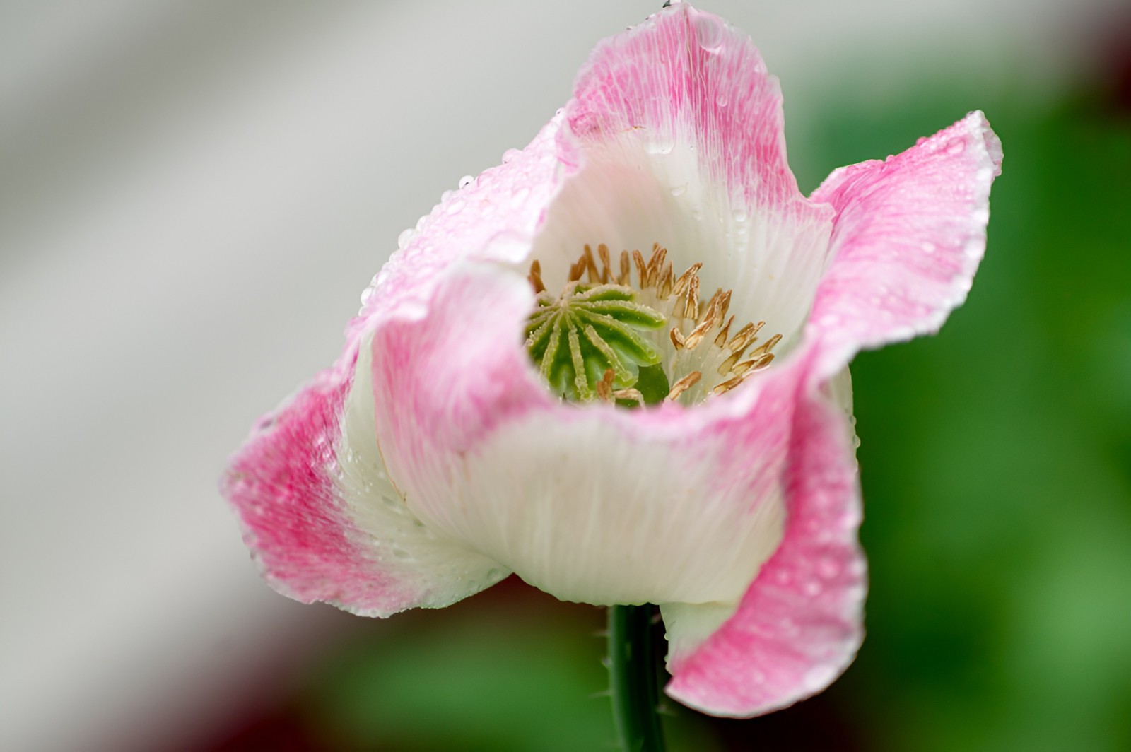 1,000 Amphora Poppy Seeds –P. Somniferum – Stunning Frilly White and Pink Petals