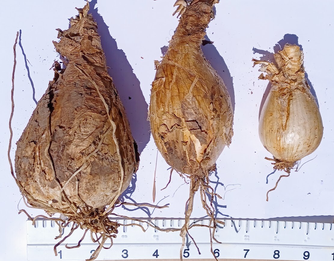 ⁦Agapanthus Blue Lily Bulbs, Bare Root ~ Heirloom, Non-GMO. Ready for planting!