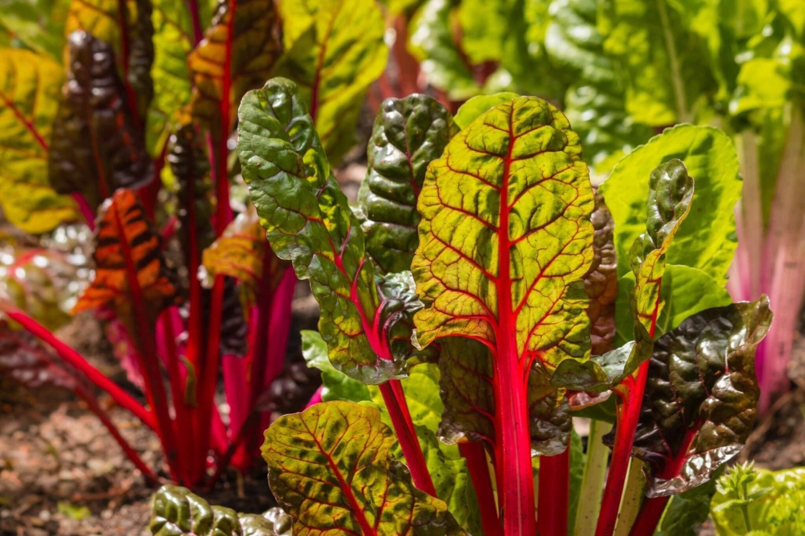 Ruby Red Swiss Chard Heirloom silverbeet 25 – 800 seeds Heirloom Bulk Wholesale