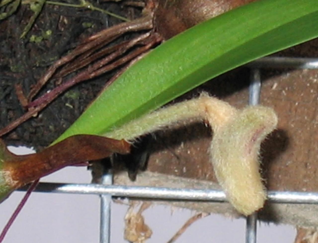 Unusual Orchid Species Eria globifera. Wooly Flower Buds! Looks Like A Moth!