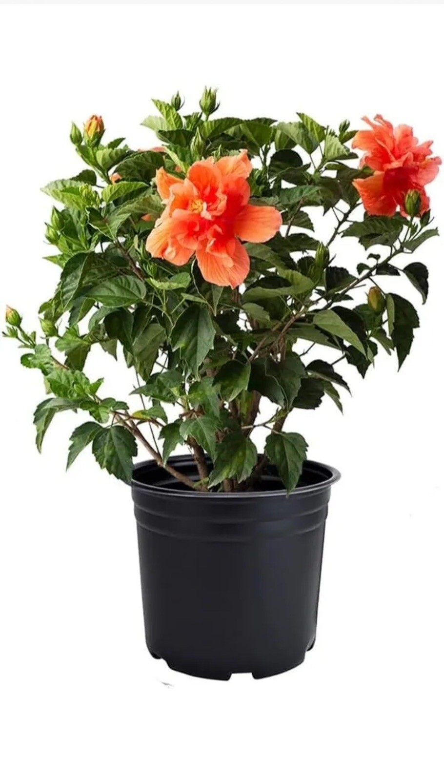 Hibiscus Live Plant, 1 Gallon, Black, Green and Orange