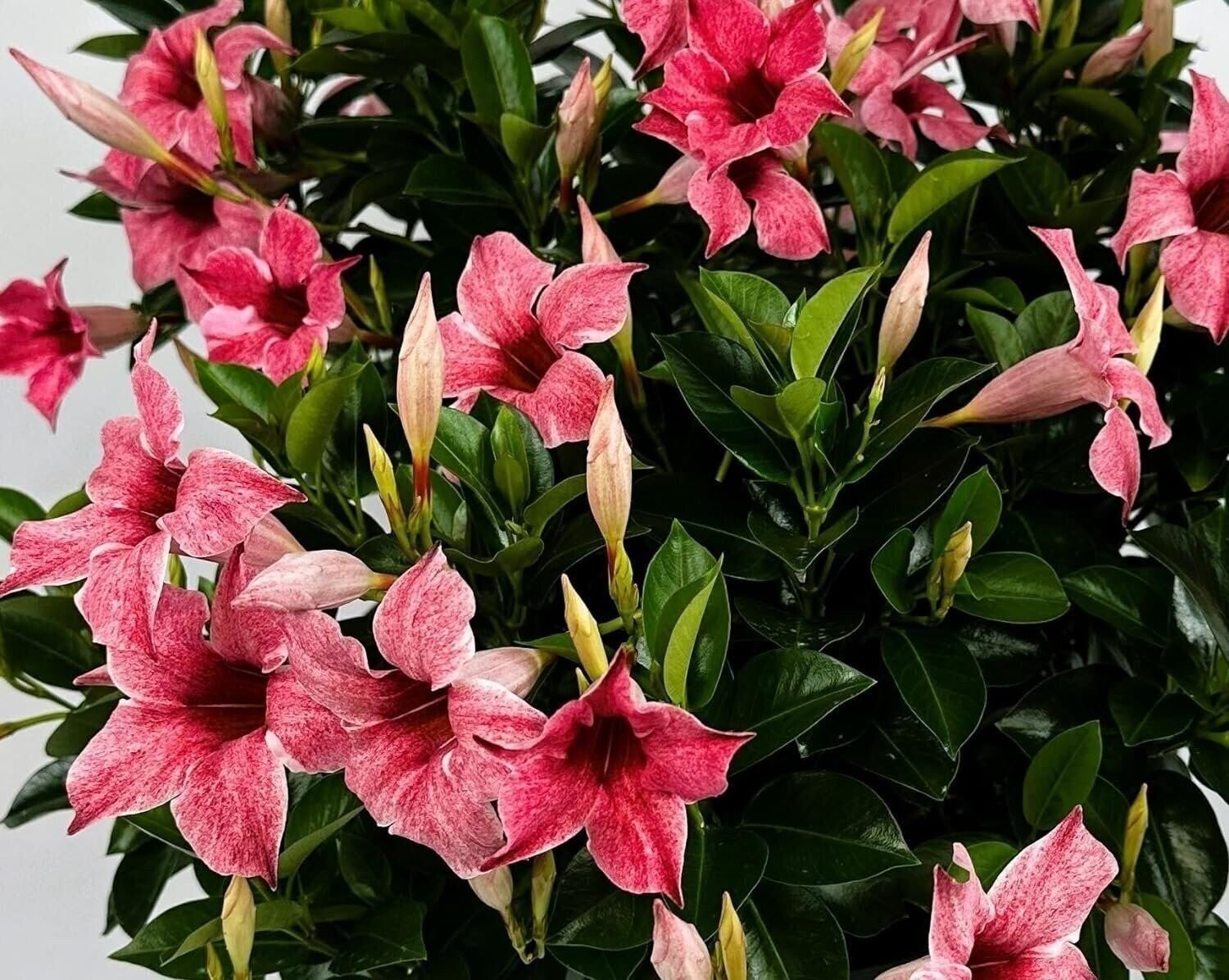 Mandevilla NEW! 2024 Mauvelous Pink/Mauve, Starter Plants, Lot of 2