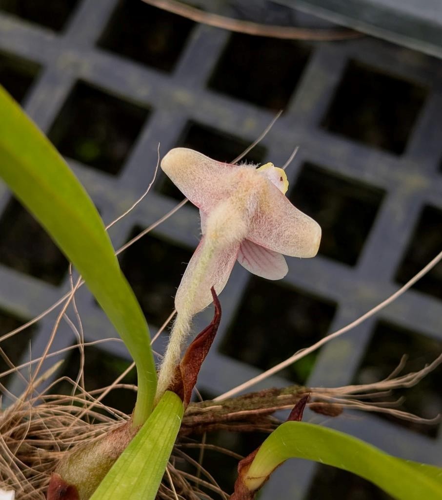Unusual Orchid Species Eria globifera. Wooly Flower Buds! Looks Like A Moth!