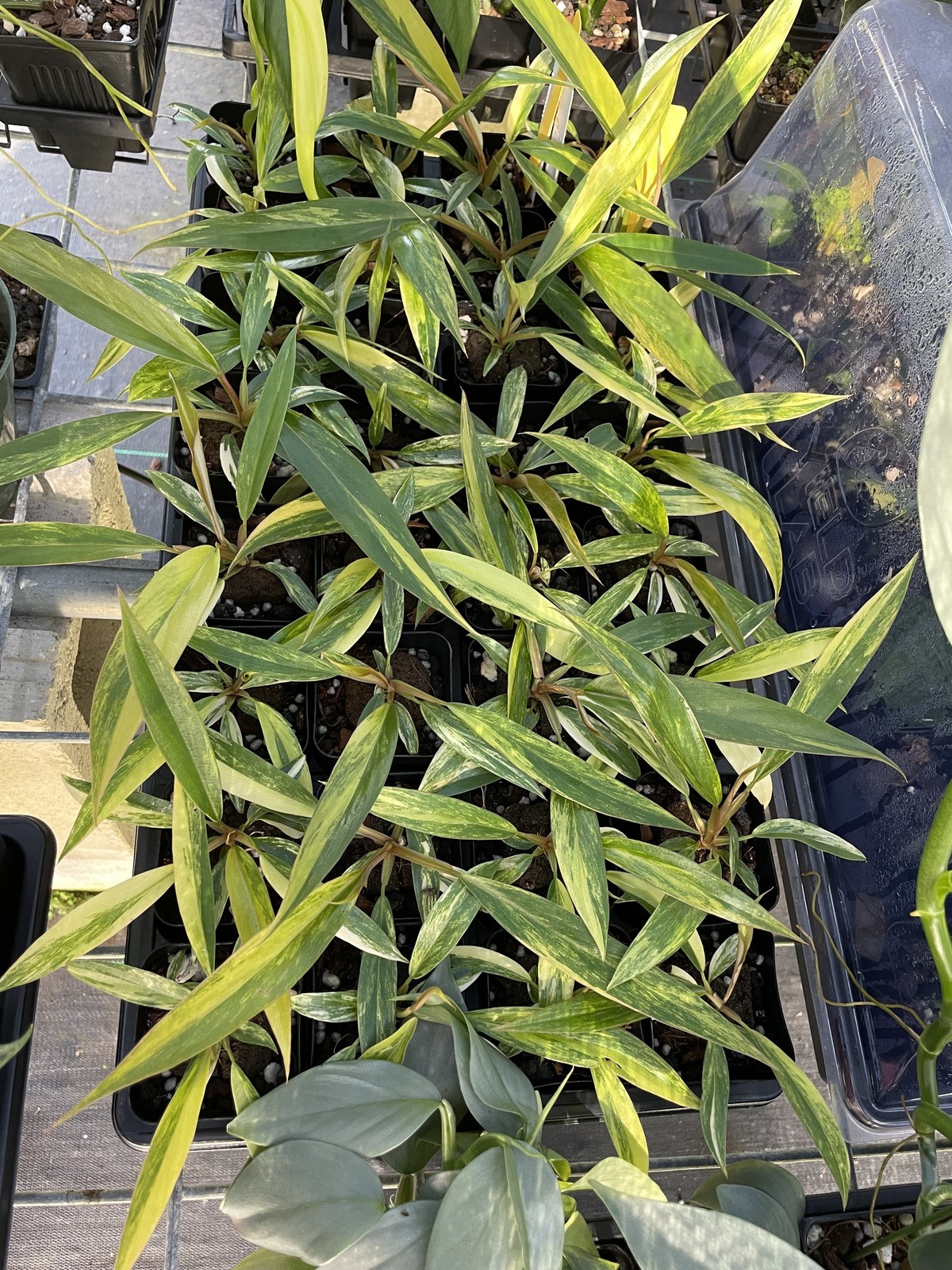 Philodendron Caramel Marble variegated 2.5″ pot, Fedex 2day*