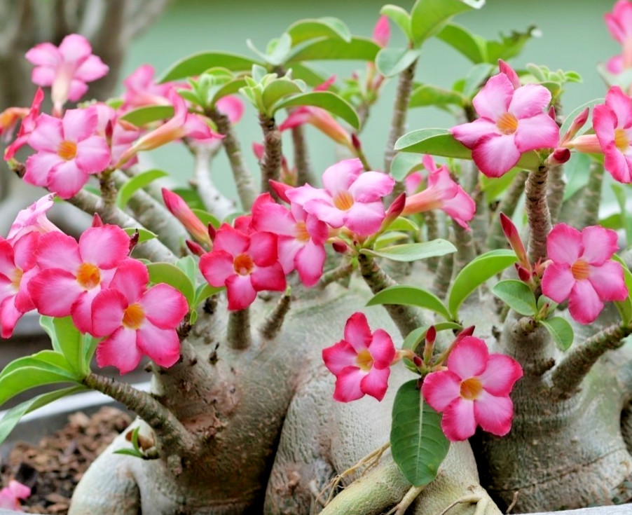 Pink Desert Rose Live Starter Plant – Ship No Pot – Adenium Obesum Plant
