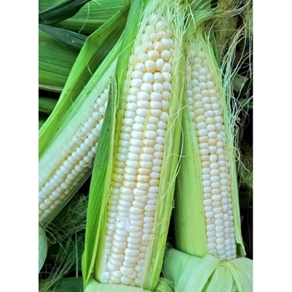 Sweet Corn Seed: Silver King Sweet Corn Seeds Fresh Seed FREE Shipping