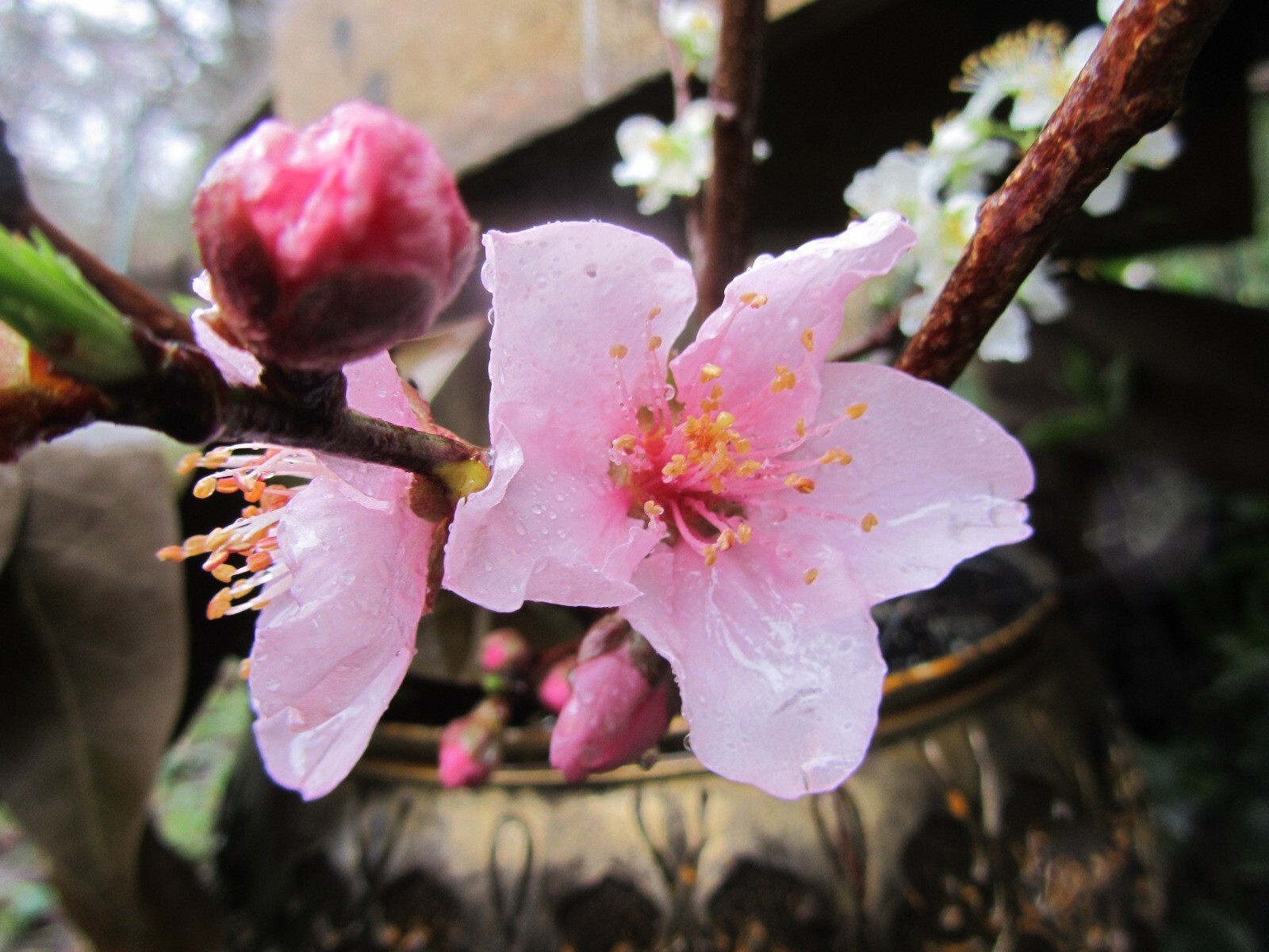 1 Peach Tree Seedling 8 – 12” tall