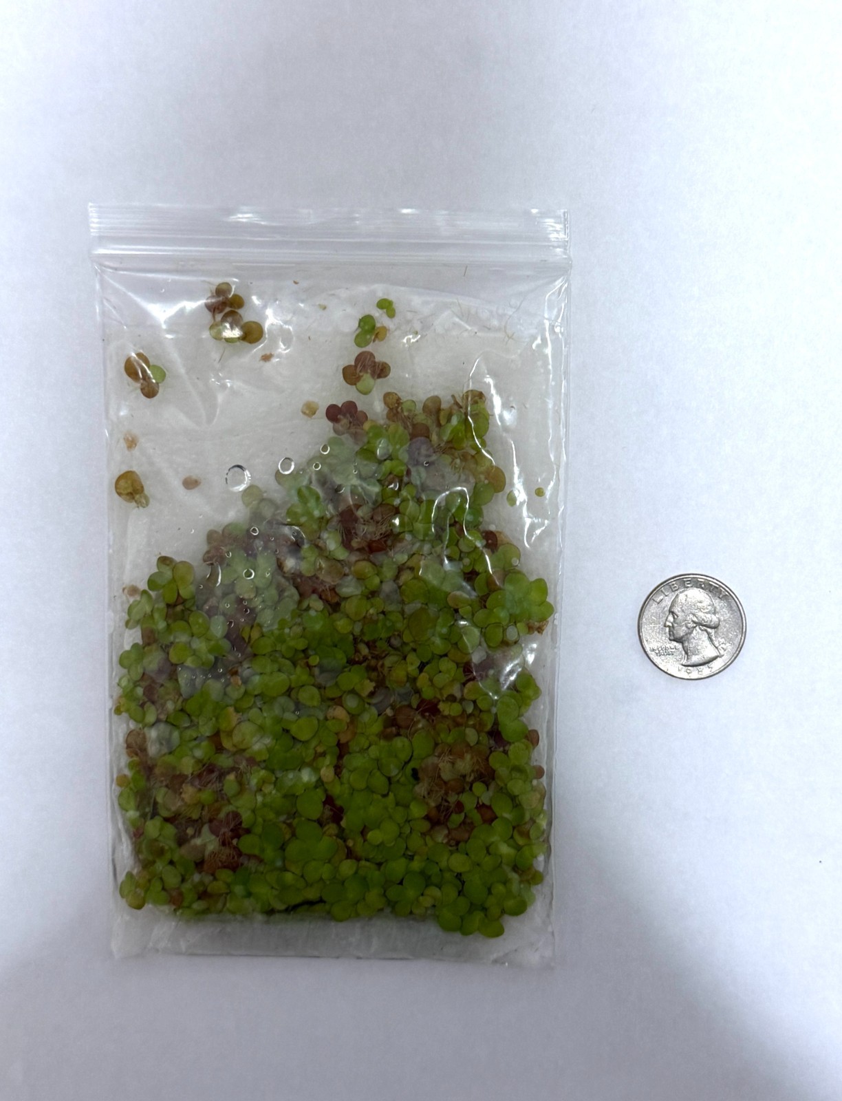 250+ Giant Duckweed Salvinia Minima Aquarium Plant BULK Starter