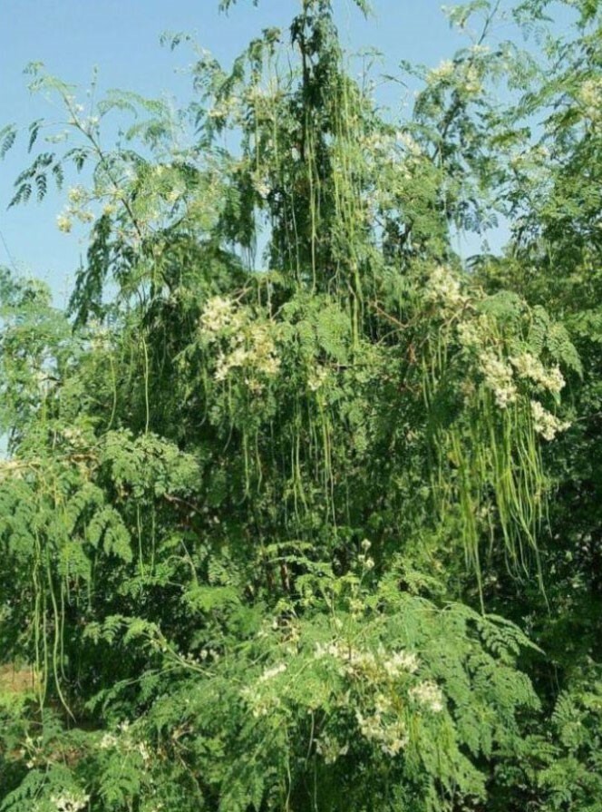 Moringa oleifera ODC | 5_Seeds