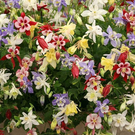 Wildflower Mix SHADE with Perennials 16 Species Pollinators Non-GMO 500+ Seeds