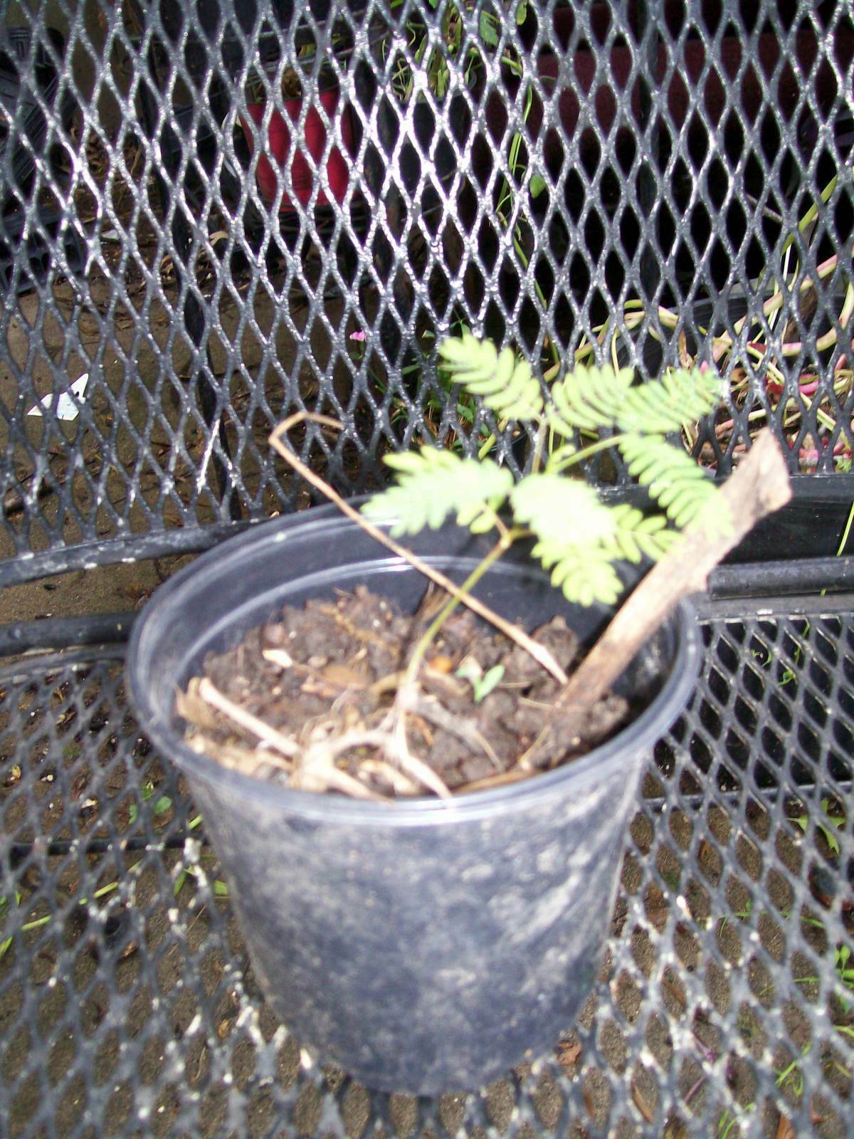MIMOSA TREE SET OF 20 SEEDS