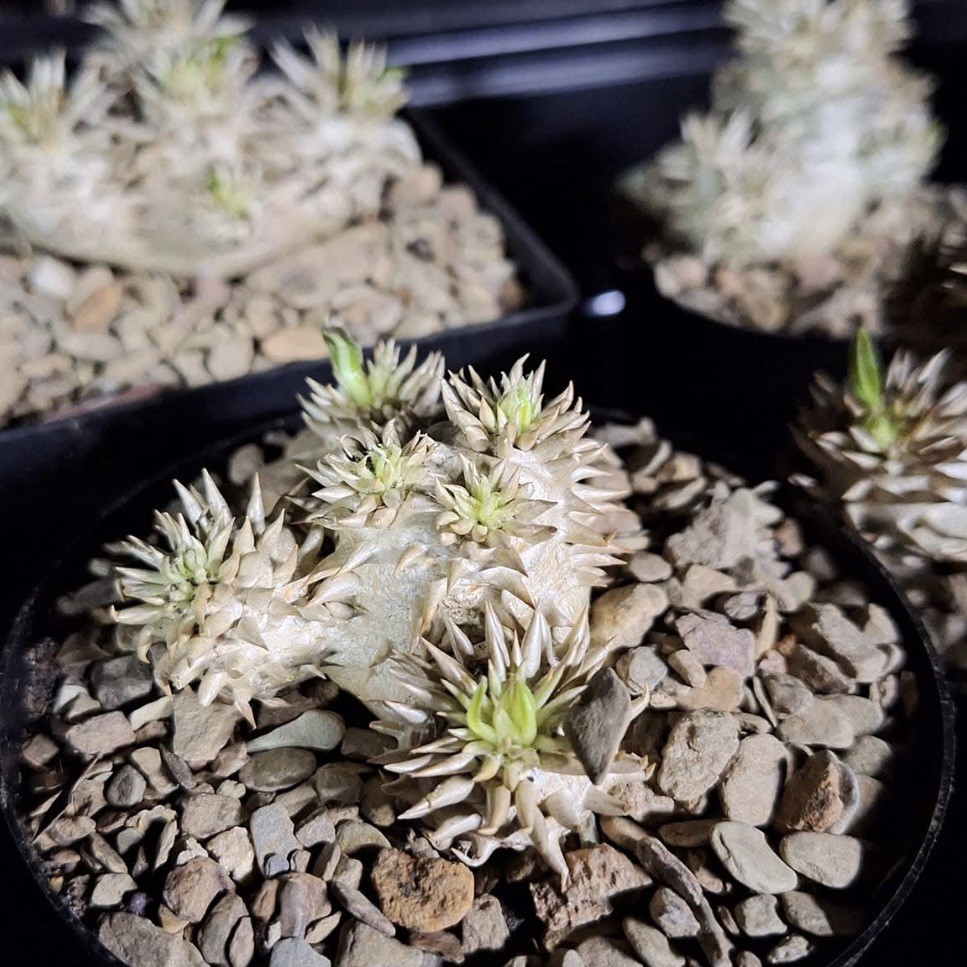 ULTRA RARE SEEDS (5pk) Pachypodium Brevicaule v. (FIVE) Caudex US SELLER