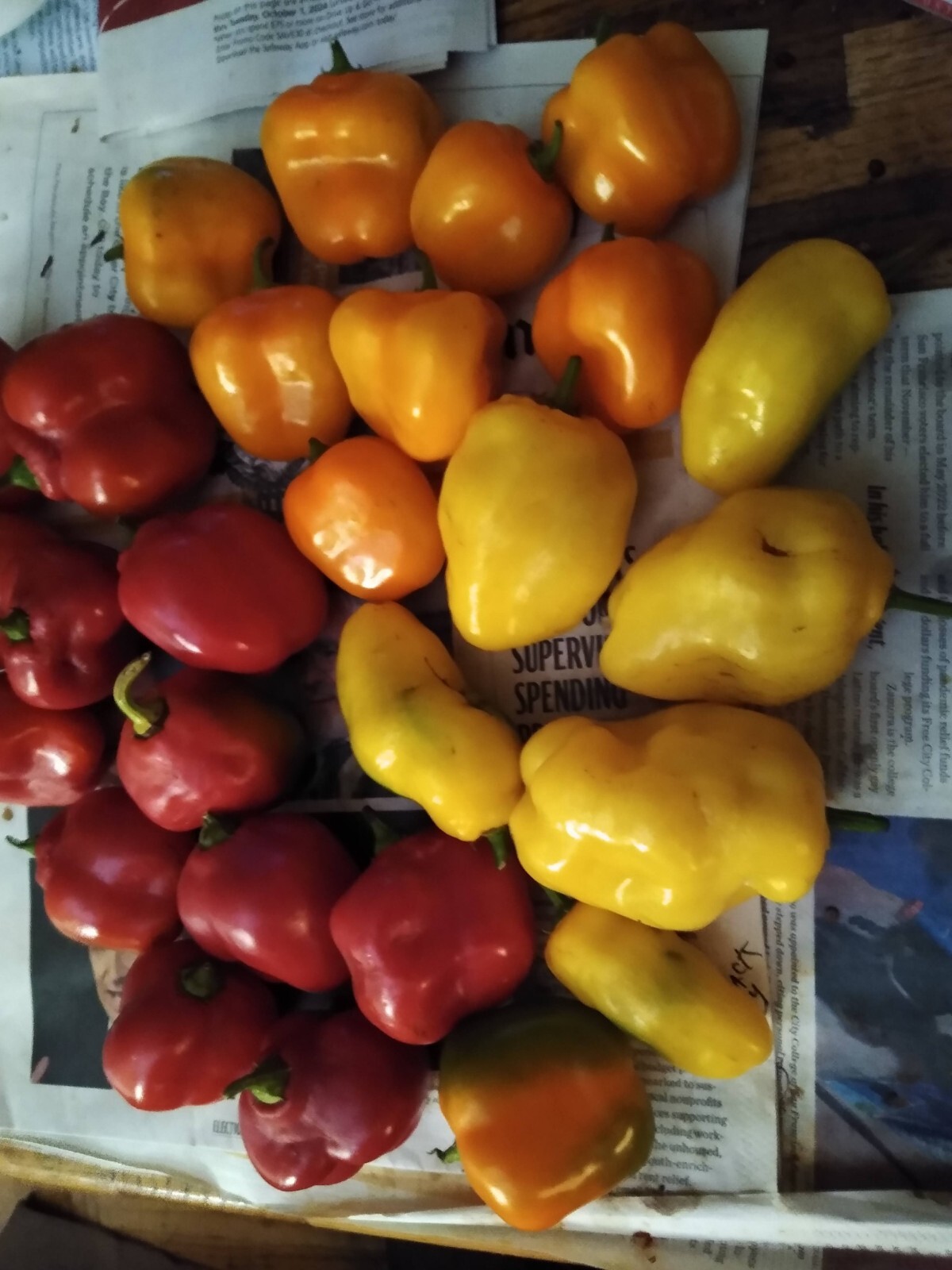 Manzano Pepper Seeds ORANGE TYPE (24 seeds per packet) FREE SHIPPING! :-)